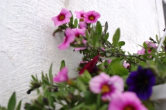 Des jardinières vous attendent en façade